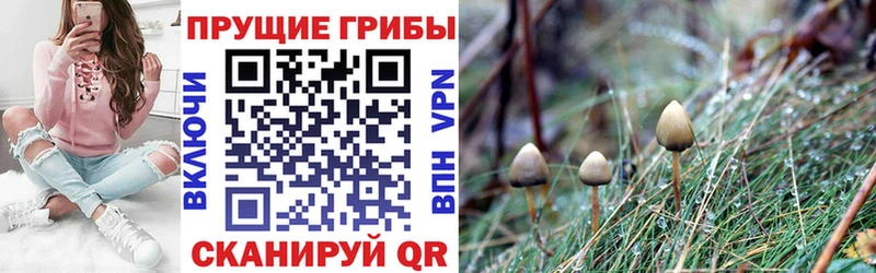 Галлюциногенные грибы GOLDEN TEACHER  Раменское 